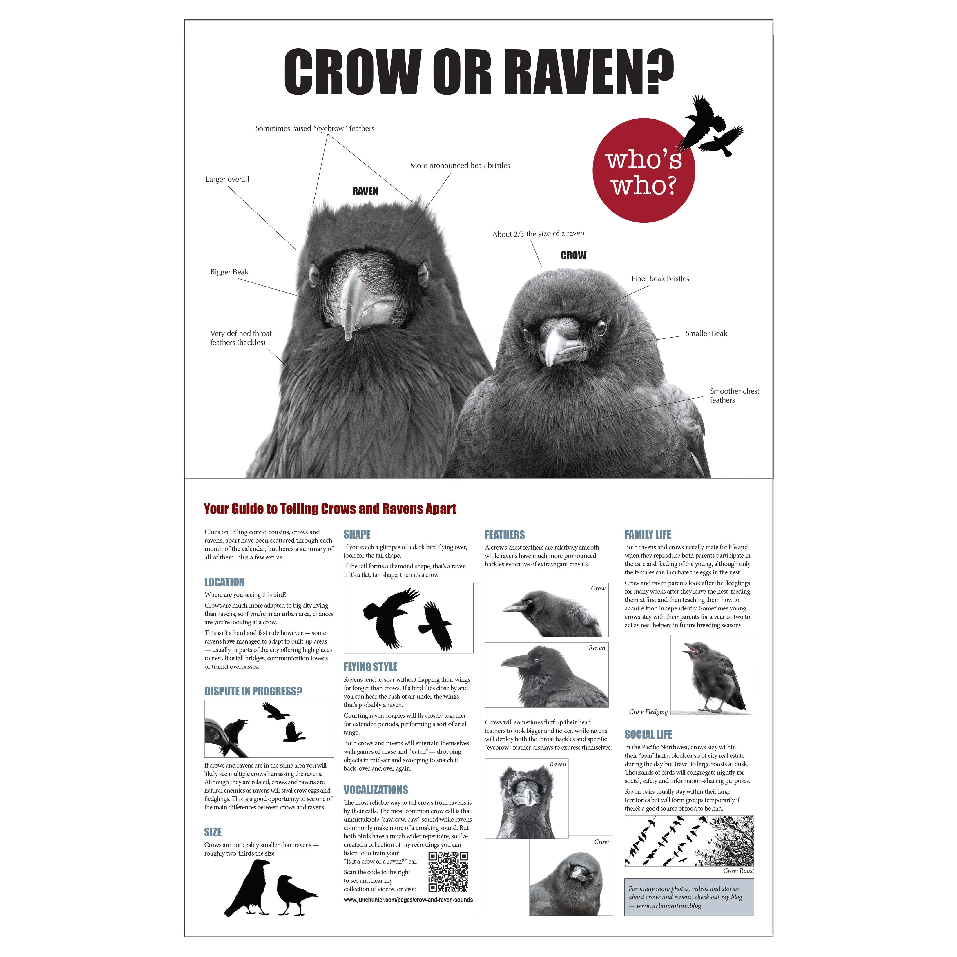 City Crow Calendar