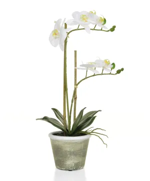 Feel-real orchid - white