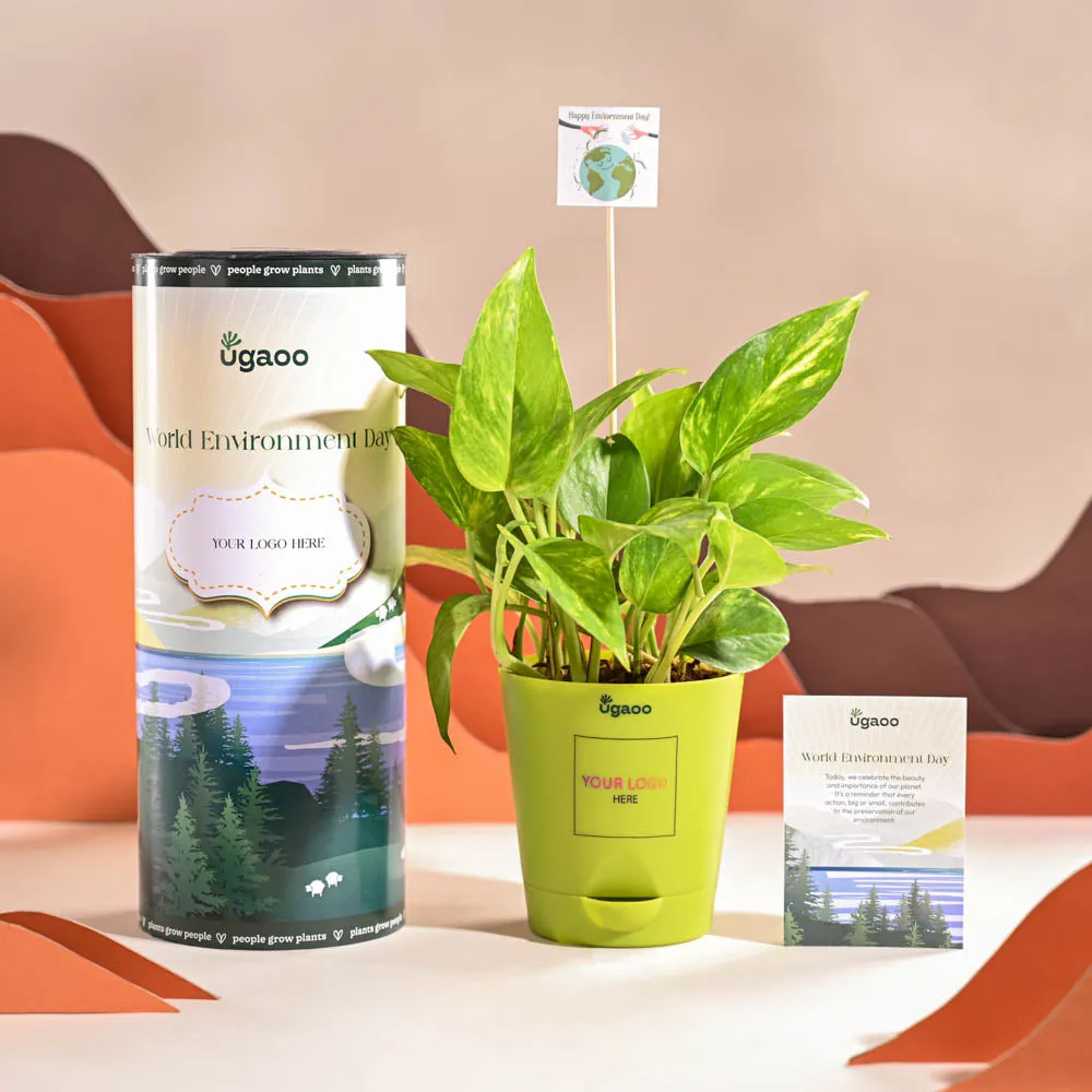 Money Plant Variegated For Environment Day Gifting