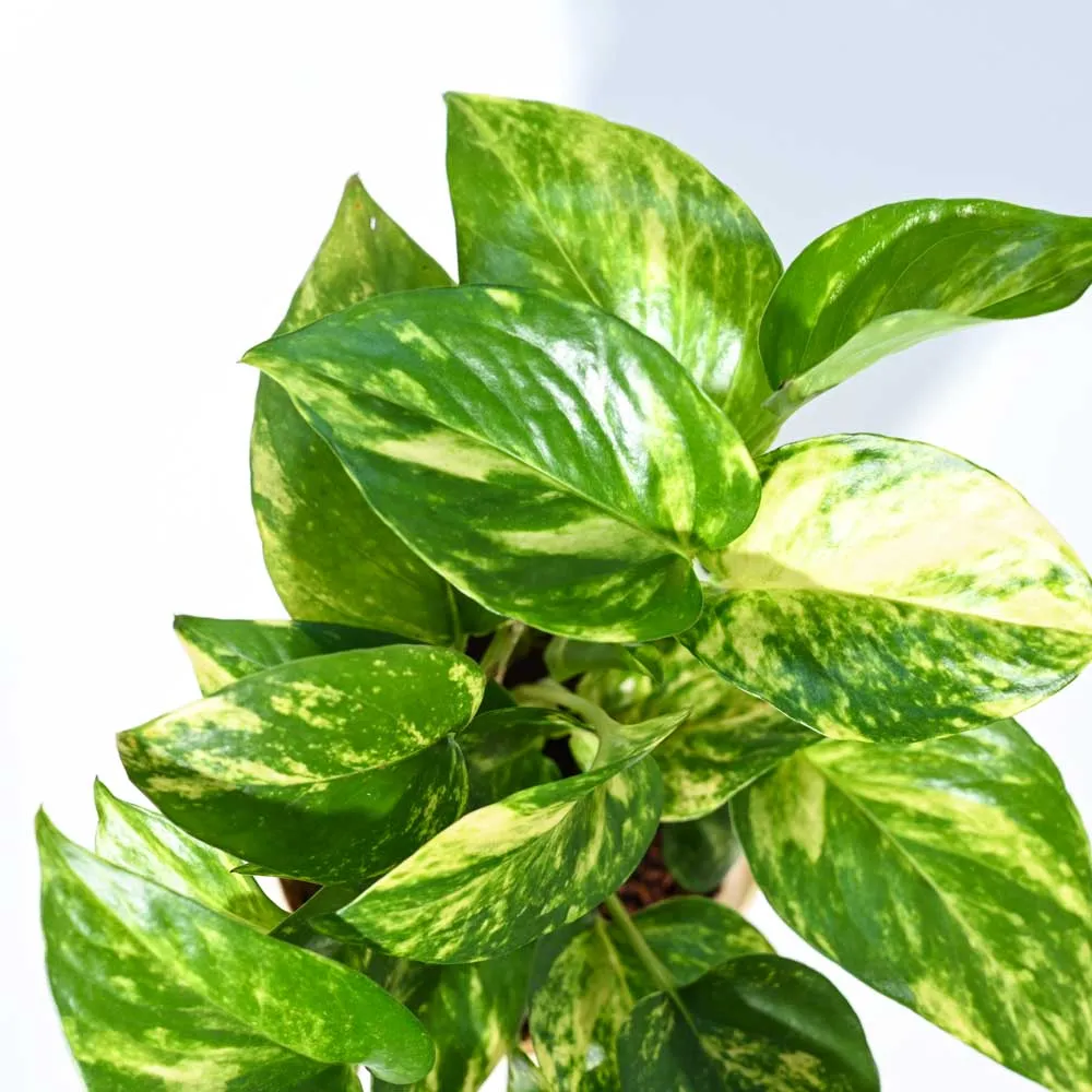 Money Plant Variegated For Environment Day Gifting