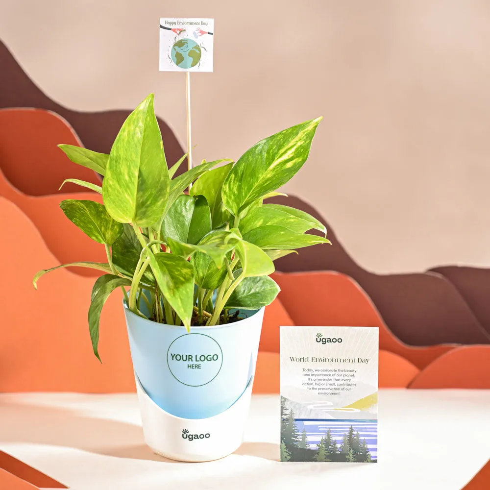 Money Plant Variegated For Environment Day Gifting