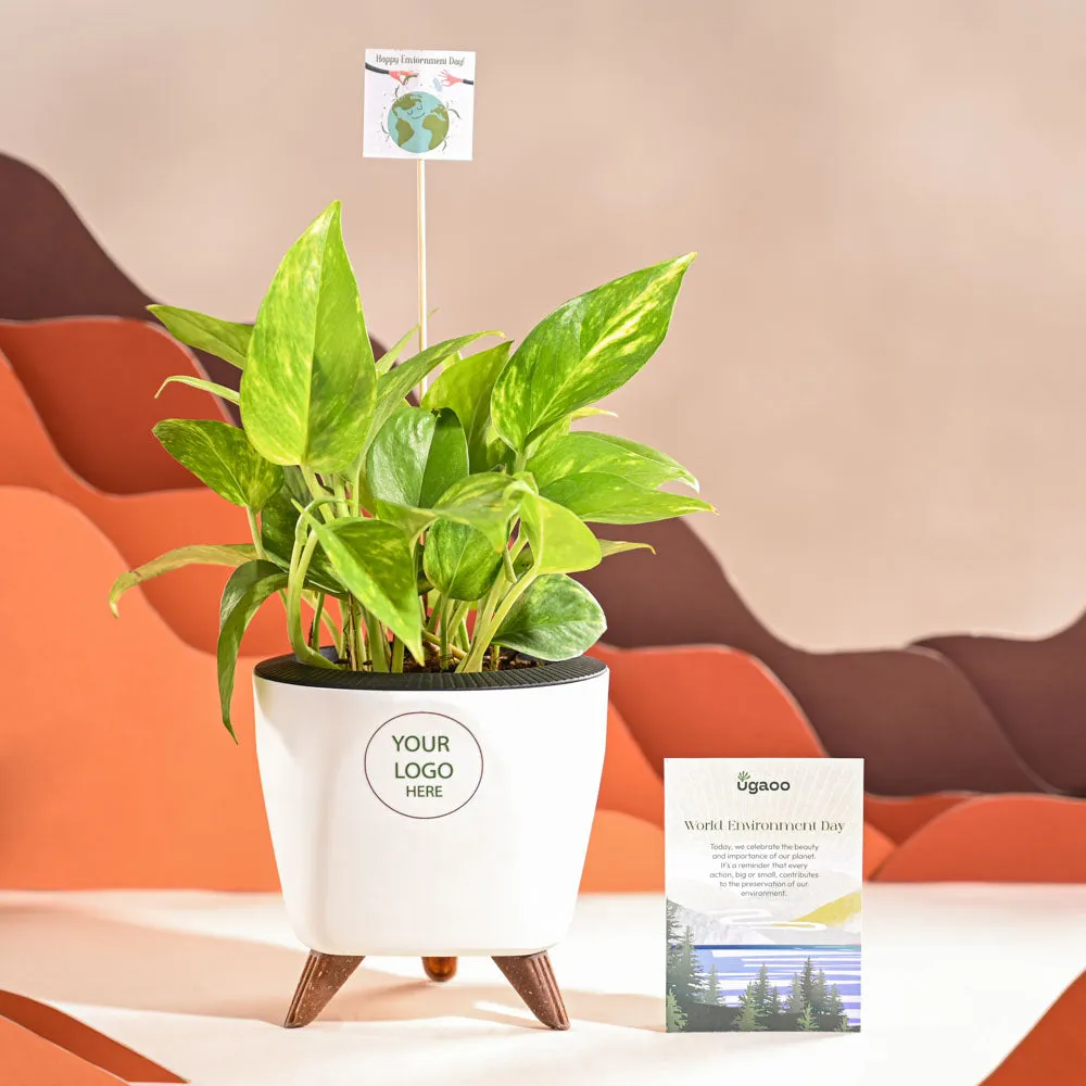 Money Plant Variegated For Environment Day Gifting