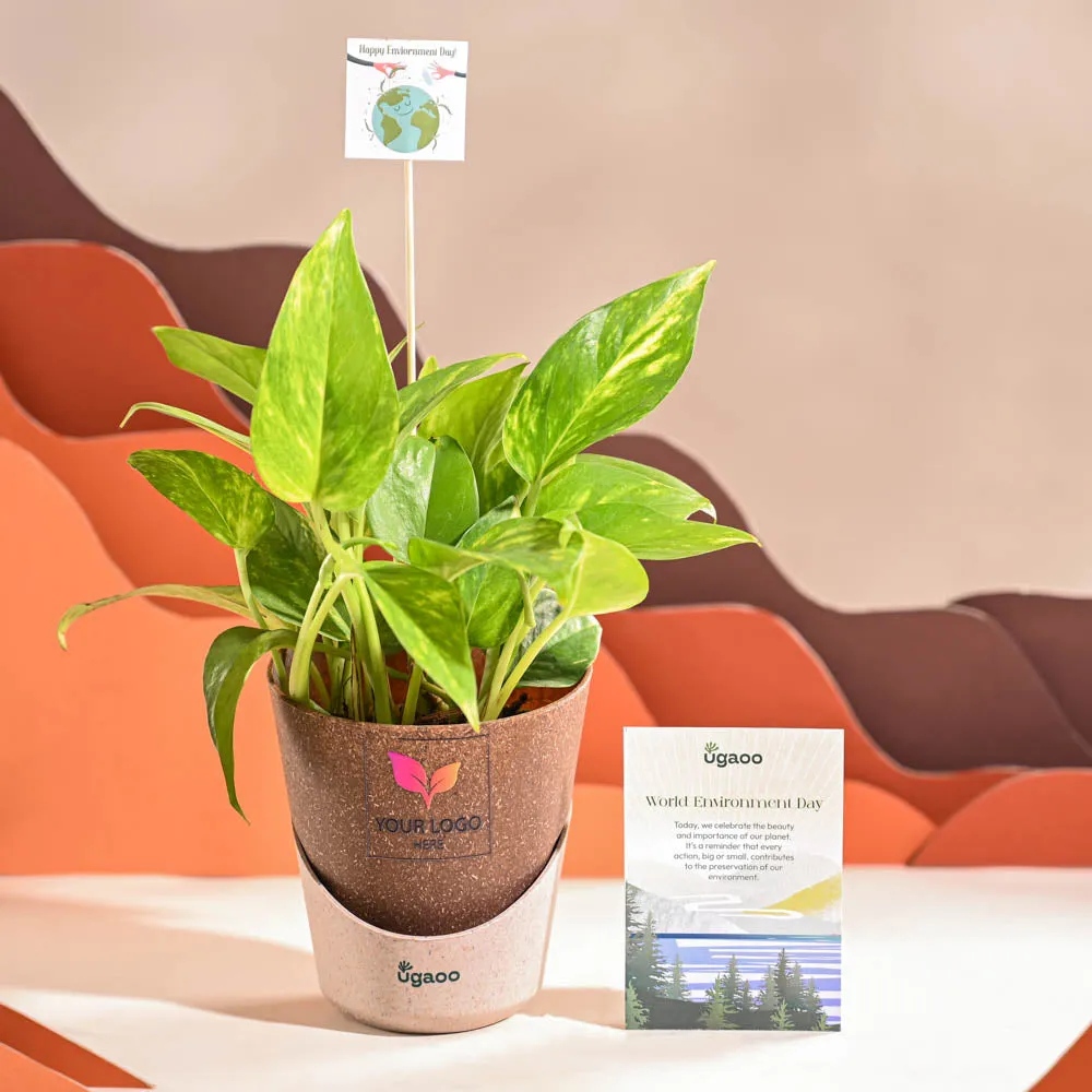 Money Plant Variegated For Environment Day Gifting