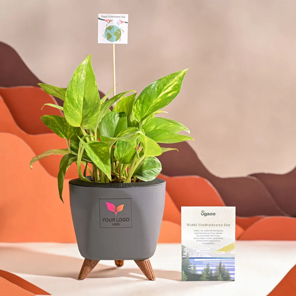 Money Plant Variegated For Environment Day Gifting